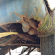Image for article titled Animal Feces, Doors Falling Off, Huge Rust Holes: Here's Everything Wrong With David Tracy's $1500 Jeep FC